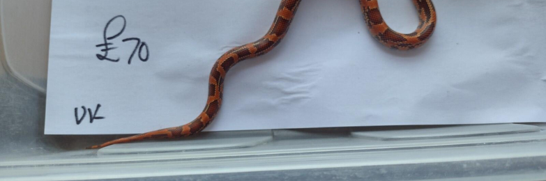 May 2026 hatch female Apalachicola King snake.