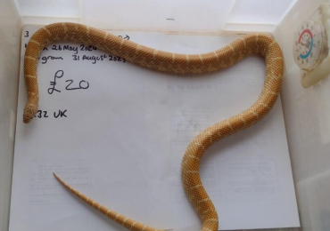 Male Florida Brooksi Albino King