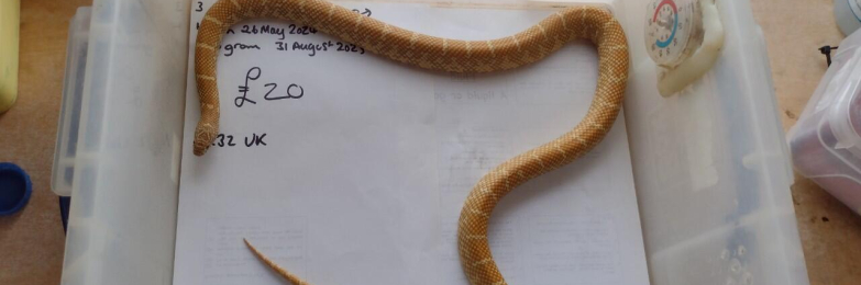 Male Florida Brooksi Albino King