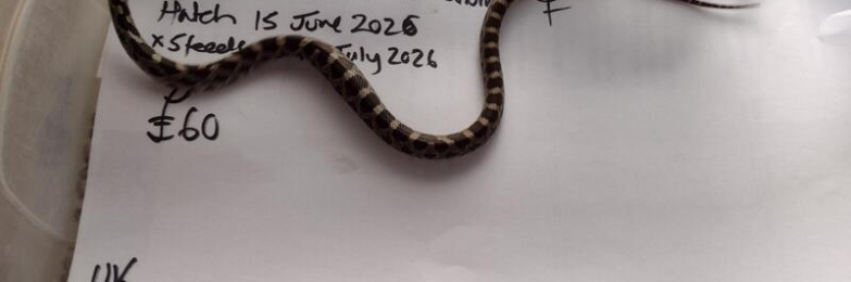 2026 female Black Rat Snake het for Albino