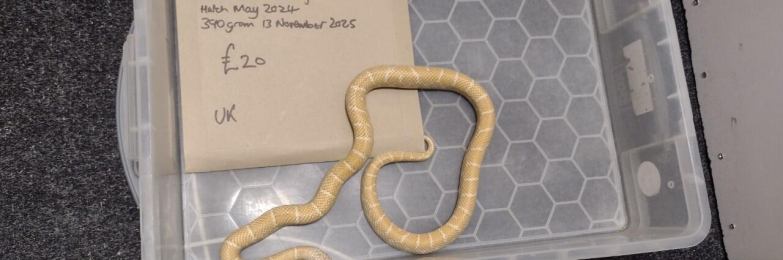 Male Florida Brooksi Albino King