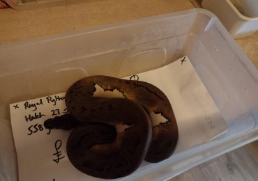 Female 2023 Low White Roayal Pied
