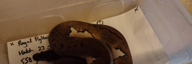 Female 2023 Low White Roayal Pied