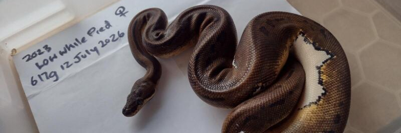 Female Low White Pied Royal Python