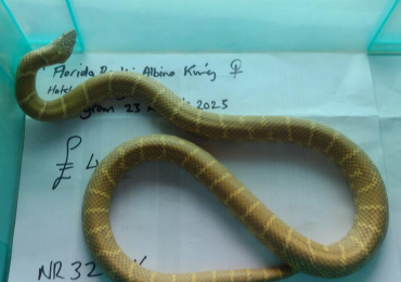 Female Florida Brooksi Albino King