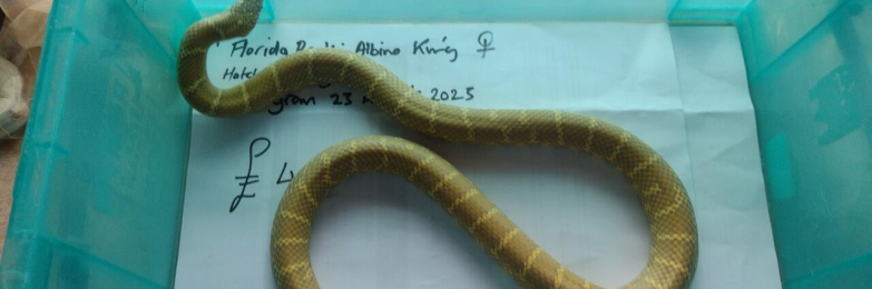 Female Florida Brooksi Albino King
