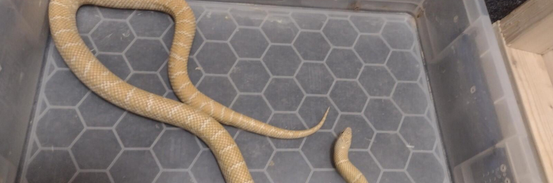 2024 male albino Florida Brooksi King