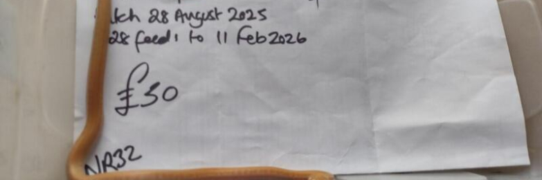 female Albino Cape House Snake