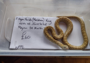 Male Hypo Florida (Floridana) King Snake