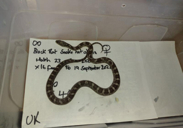2026 Female Black Rat Snake