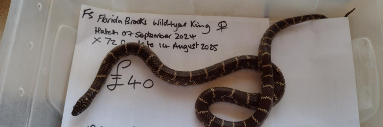 Florida Brooks King Snake