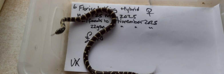 Female Florical Hybrid King