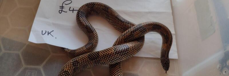 2024 Male Apalachicola King Snake