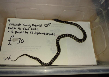 Baby Male Calbrook Hybrid King