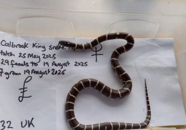 Calbrook King Snake Hybrid