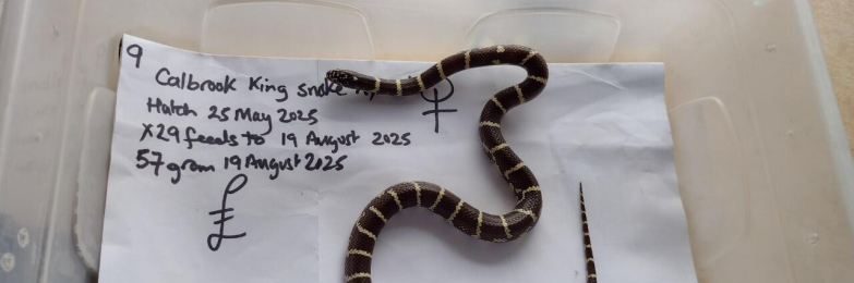 Calbrook King Snake Hybrid