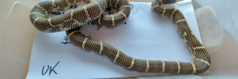 2024 Female Calbrook Hybrid King