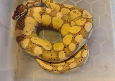 2023 Male Banana Royal Python