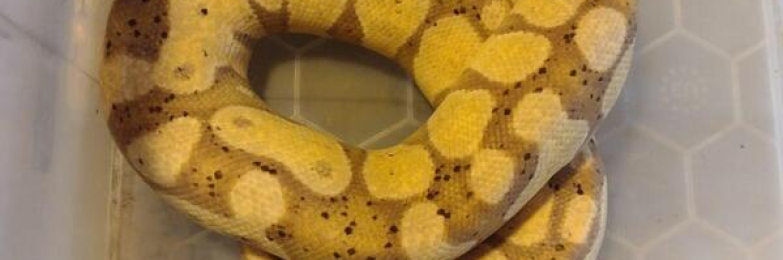 2023 Male Banana Royal Python