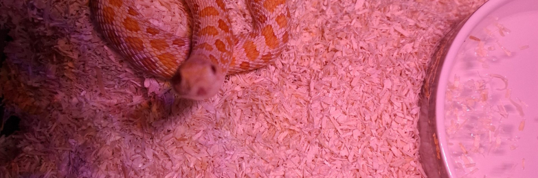 Arctic Albino Anaconda Hognose