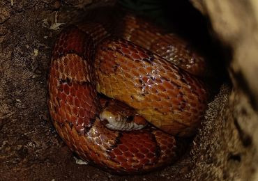 Cornflake the cornsnake