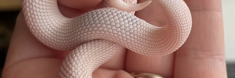 Western Hognose snake with full set up
