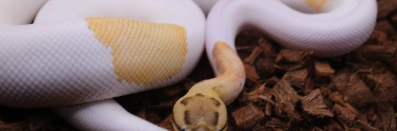 Multiple royals available