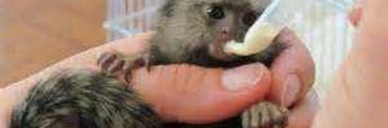 Marmoset Monkeys Ready Now