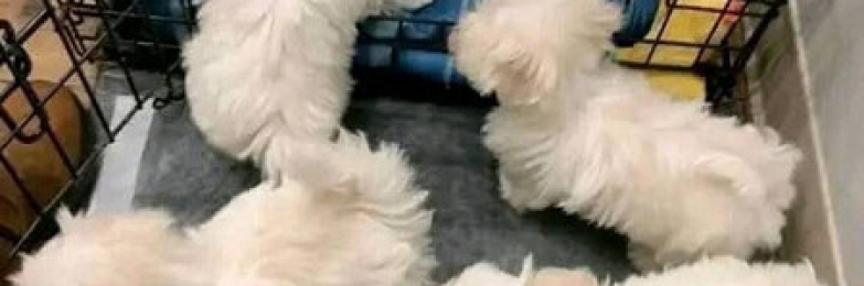 Poodle puppies original for sale.