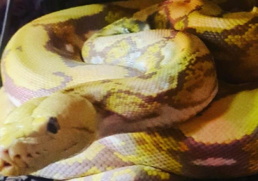 Home | Reptiles for Sale UK