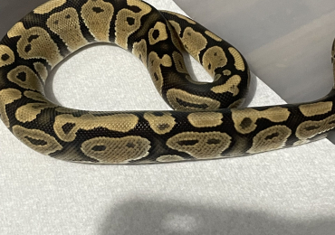 Super Chocolate royal python