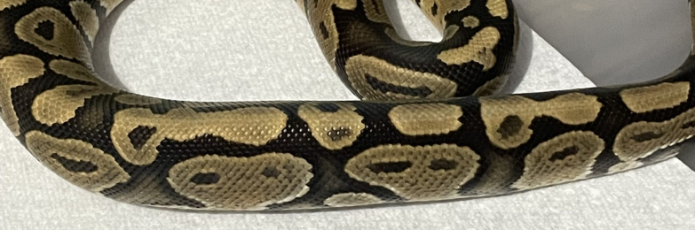 Super Chocolate royal python