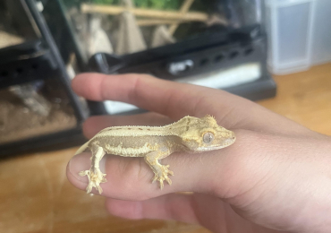 Lily White Crested Gecko’s