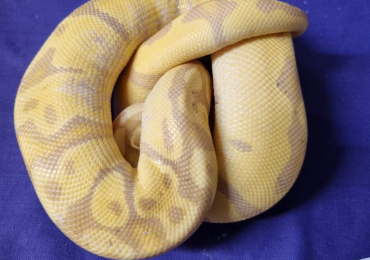 ball pythons for sale